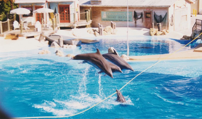 011-Dolphins jumping over a high rope.jpg